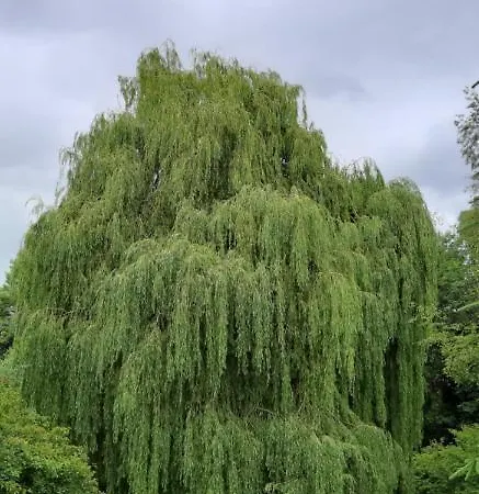 Mon Jardin Secret Dom wakacyjny *